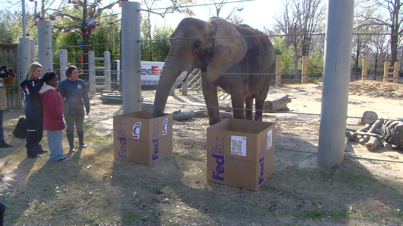 Asali the elephant chooses Cincinnati