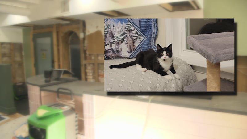 Roller the cat and the interior of the Purrfect Bean