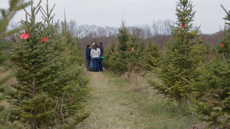 Some Missourians choosing real Christmas trees as artificial tree prices rise due to tariffs