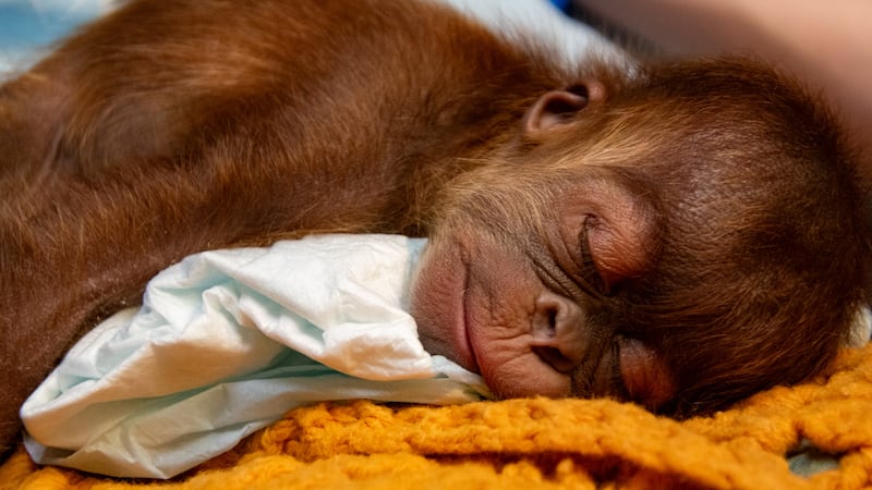 Memphis Zoo welcomes baby Orangutan