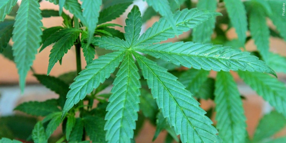 Hospital visits from condition linked to frequent marijuana use on the rise, CDC study says - Action News 5