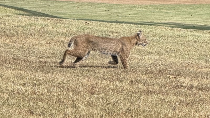 Dawson Pitts was hanging out at his home near Church Road in Southaven over the weekend when...