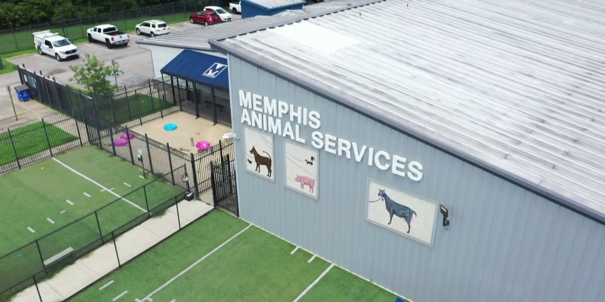 Mem Fish Rescue Memphis Animal Shelter ends online adoption applications, moves process ...