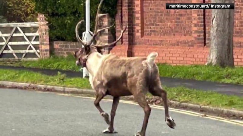 A runaway reindeer led to an hourslong drone search after fleeing a Christmas event.