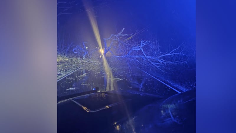 Downed trees in Tipton County