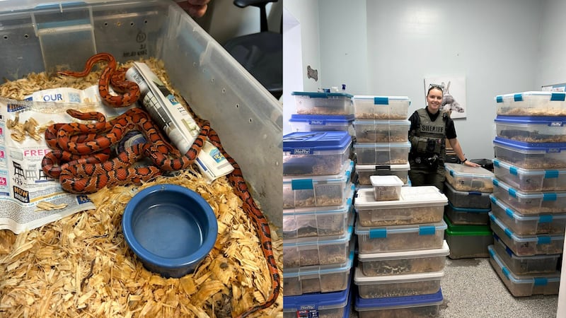 52 snakes seized in Jasper County