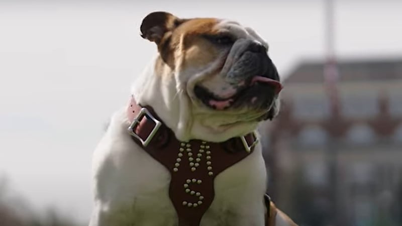 Meet MSU's new bulldog, Dak