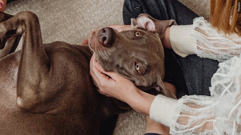 FILE - A list of foods that dogs can and cannot eat on Thanksgiving.