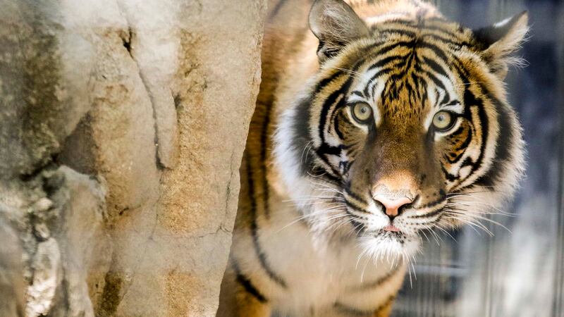 Three year old Malayan tiger Arya arrived at Zoo Knoxville Thursday, Jan. 26 2017. Arya was...