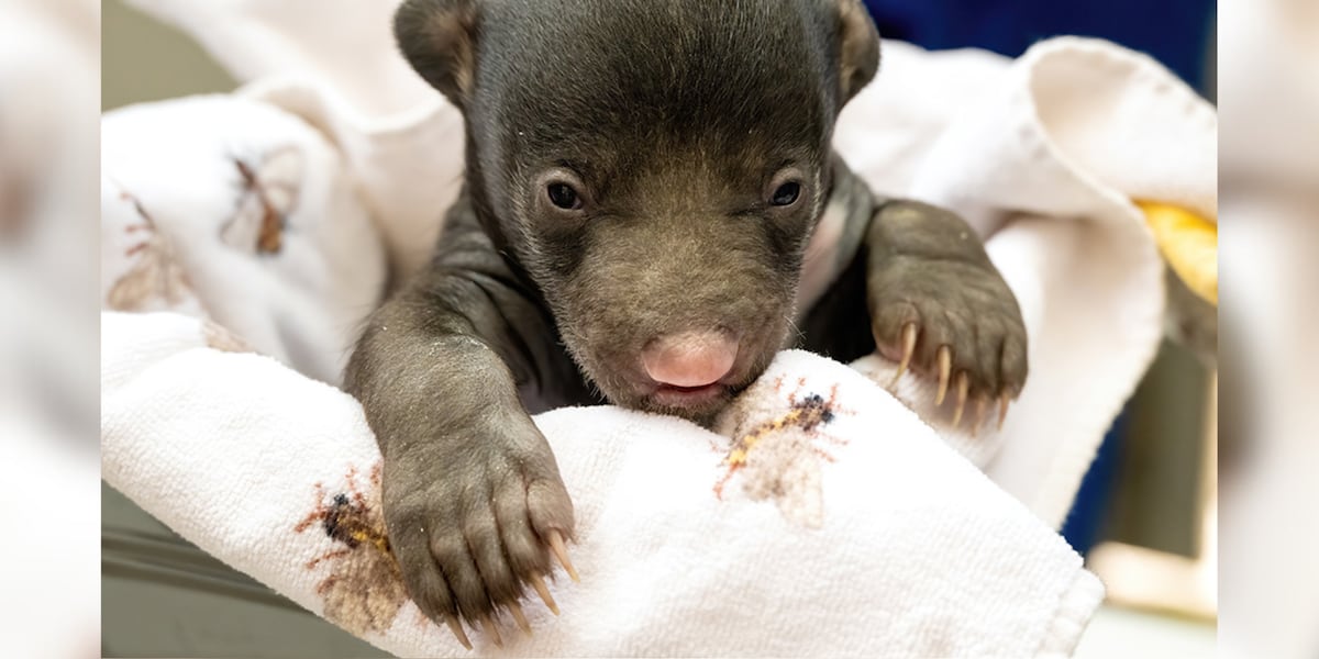Beiber Sloth Zoo welcomes first sloth bear cubs born there in 26 years