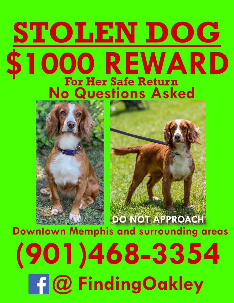 Missing Cocker Spaniel named Oakley stolen in Memphis.