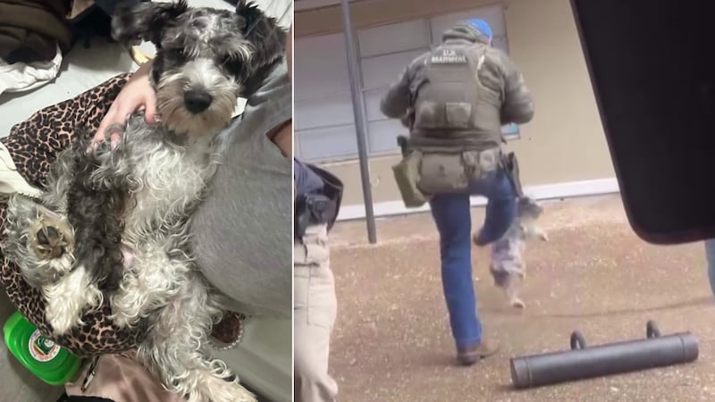 A video circulating on social media showing a Memphis Safe Task Force officer kicking a dog...