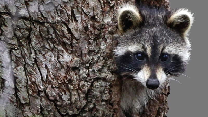 A man was bitten on the face and hands by a raccoon he tried to save this weekend.