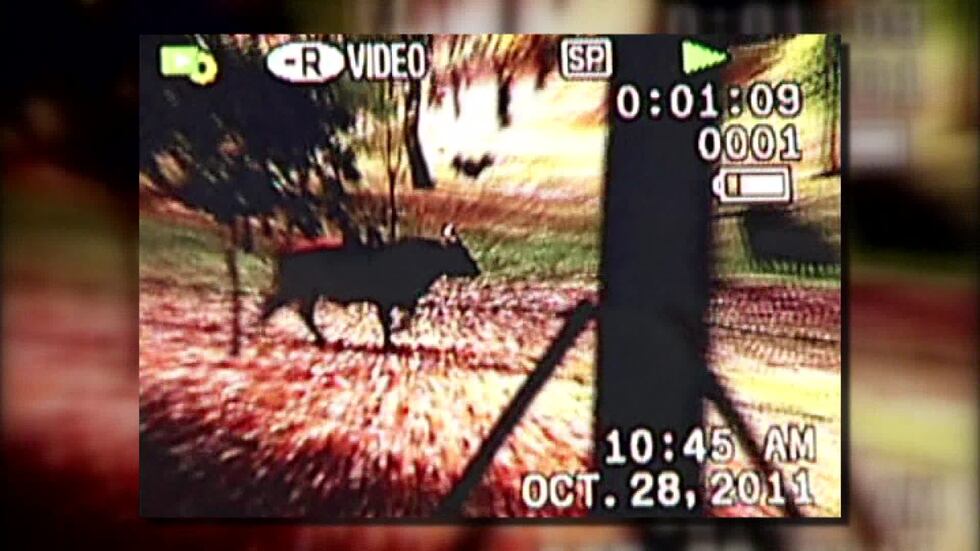 Archived video, 2011 (Source: WMC Action News 5)