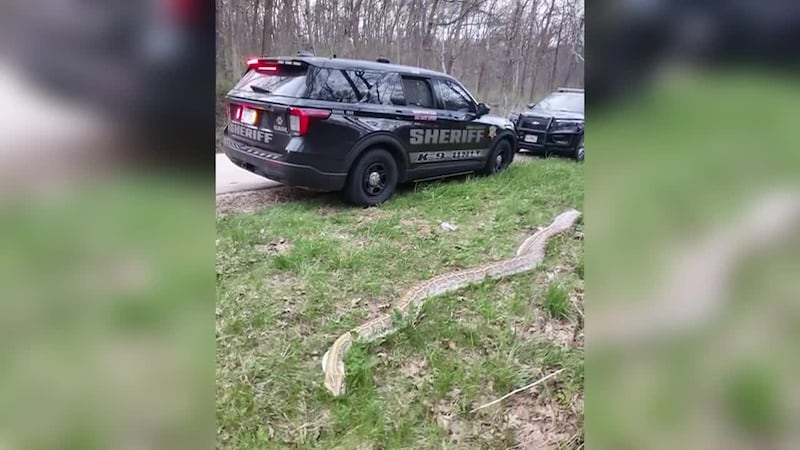 Authorities said a large, non-native snake was found dead and dumped along a rural roadway.