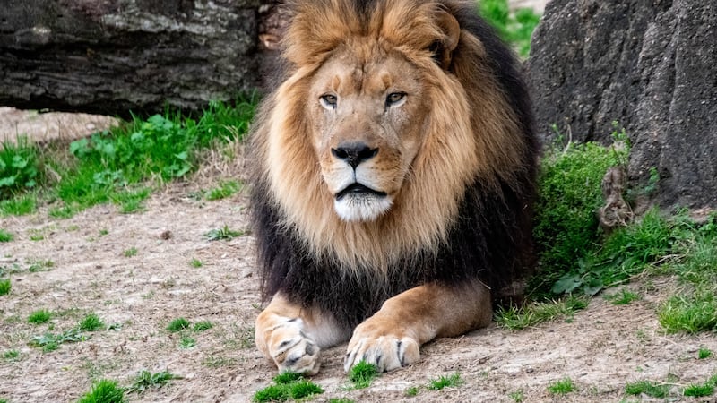 Memphis Zoo announces death of beloved lion, Thabo