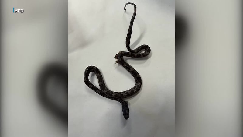 A roadside barbecue got a surprise when a cook opened a bag of charcoal and found a dead snake...